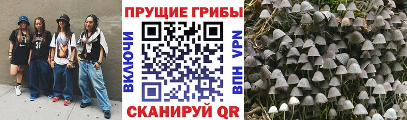 купить   Туран  Галлюциногенные грибы Psilocybe 